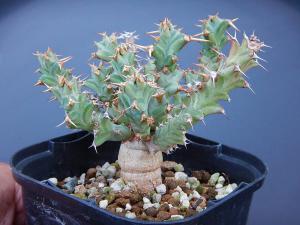 euphorbia2013 販売履歴[2]