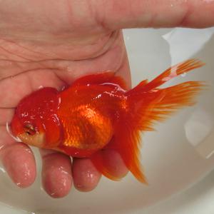 極上物 蒼い錦魚 青らんちゅう02 3歳 雄 10cm±(金魚)｜売買されたオークション情報、yahooの商品情報をアーカイブ公開 - オークファン  魚類、水生生物