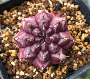 Gymnocalycium hyb ' Day Dream ' ギムノカリキウム “ デイ ドリーム ” 希少 サボテン 多肉植物 塊根 コーデッスク  ギムノカリキューム