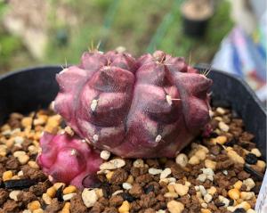 Gymnocalycium hyb ' Day Dream ' ギムノカリキウム “ デイ ドリーム ” 希少 サボテン 多肉植物 塊根 コーデッスク  ギムノカリキューム