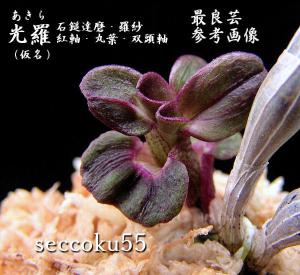 seccoku55 販売履歴[6]