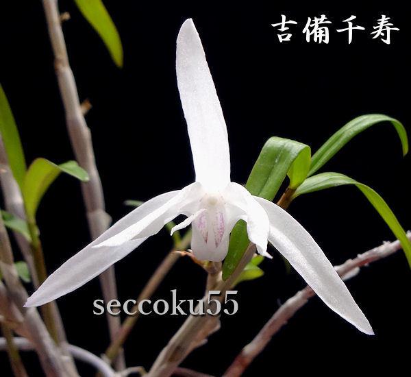 seccoku55 販売履歴[5]