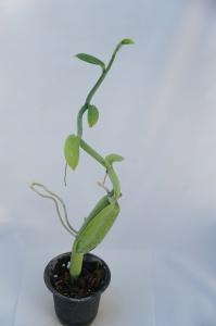 To ラン科植物 バニラの変わった種類 Vanilla Pompona 西インドバニラ 普通のバニラより大形 観葉植物 4号 苗 現品 100サイズ