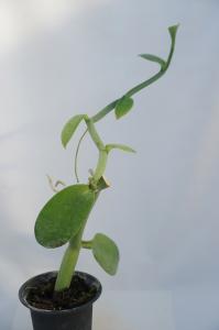 To ラン科植物 バニラの変わった種類 Vanilla Pompona 西インドバニラ 普通のバニラより大形 観葉植物 4号 苗 現品 100サイズ