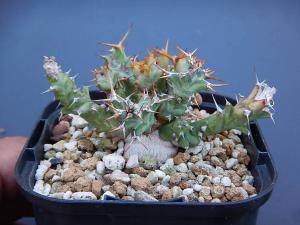 euphorbia2013 販売履歴[7]