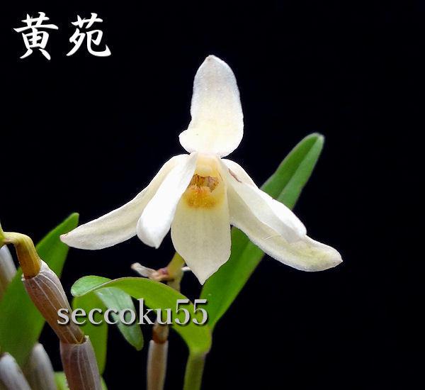 seccoku55 販売履歴[5]