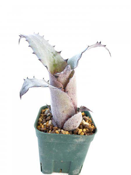 invernaderodebromelias 販売履歴[4]