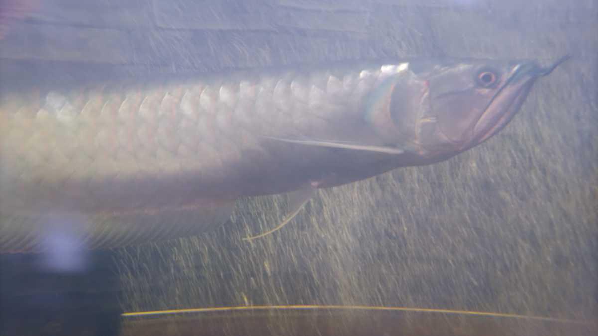 arowana20211202 販売履歴[2]