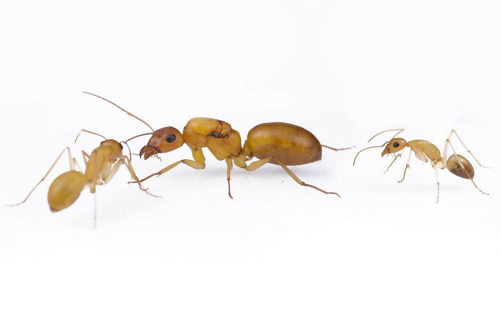 myrmecocystus mimicus(ミツツボアリ系)の新女王 - 虫類